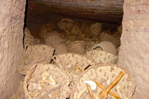 Baskets of bones thousands of years old