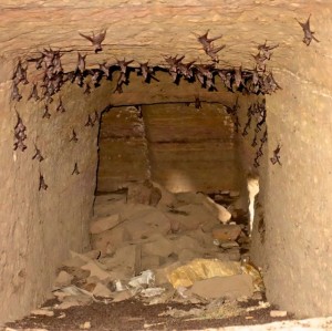 Bats abound in the inner chambers