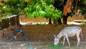 Two kinds of typical Aswan-style transportation